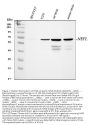 Anti-NF68 Nefl Antibody (Monoclonal, NR4)
