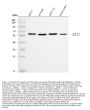 Anti-PKB Alpha Akt1 Antibody (Monoclonal, PKB-175)