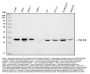 Anti-PSTAIR Antibody (Monoclonal, PSTAIR)