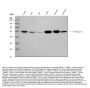 Anti-Alpha-Tubulin TUBA1A Antibody (Monoclonal, DM1A)