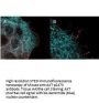 Anti-Akt phospho S473 Monoclonal Antibody