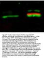 Anti-Akt phospho S473 Monoclonal Antibody