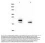Anti-MEK1 phosphoS222/MEK2 phosphoS226 Monoclonal Antibody