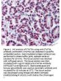 Anti-STAT5 phospho Y694 STAT5A Monoclonal Antibody