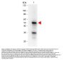 Anti-Pdcd4 phospho S457 Monoclonal Antibody