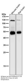 Anti-Phospho-PTEN (S380) Rabbit Monoclonal Antibody