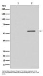 Anti-Phospho-PTEN (S380) Rabbit Monoclonal Antibody
