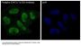 Anti-Phospho-STAT3 (Y705) Rabbit Monoclonal Antibody