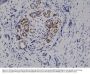 Anti-Phospho-Stat3 (Tyr705) Rabbit Monoclonal Antibody, Clone#RM261