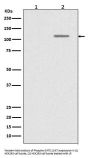 Anti-Phospho-SIRT1 (S47) Rabbit Monoclonal Antibody
