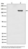 Anti-Phospho-SIRT1 (T530) Rabbit Monoclonal Antibody