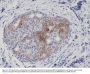 Anti-Phospho-EGFR (Y1173) Rabbit Monoclonal Antibody, Clone#RM269