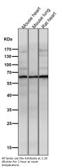 Anti-Phospho-AKT1 (S129) Rabbit Monoclonal Antibody