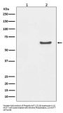 Anti-Phospho-AKT1 (S129) Rabbit Monoclonal Antibody
