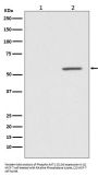 Anti-Phospho-AKT1 (S124) Rabbit Monoclonal Antibody