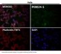 Anti-Phospho-Akt (Ser473) AKT1 Rabbit Monoclonal Antibody