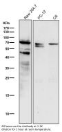 Anti-Phospho-c-Myc (S62) Rabbit Monoclonal Antibody