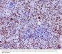 Anti-Phospho-c-Myc (S62) Rabbit Monoclonal Antibody