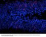 Anti-Phospho-ERK/MAPK (Thr202, Tyr204) Antibody