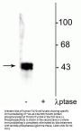 Anti-Phospho-ERK/MAPK (Thr202, Tyr204) Antibody