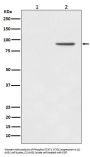 Anti-Phospho-STAT1 (Y701) Rabbit Monoclonal Antibody