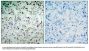 Anti-Phospho-Rb (Ser780) RB1 Antibody