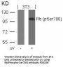 Anti-Phospho-Rb (Ser780) RB1 Antibody