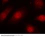 Anti-Phospho-Rb (Ser780) RB1 Antibody