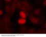 Anti-Phospho-FKHR (Ser256) FOXO1 Antibody