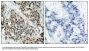 Anti-Phospho-FKHR (Ser256) FOXO1 Antibody