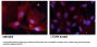 Anti-Phospho-FKHR (Ser256) FOXO1 Antibody