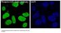Anti-Phospho-Nrf2 (S40) NFE2L2 Rabbit Monoclonal Antibody