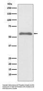 Anti-Phospho-Smad2 (S255) Rabbit Monoclonal Antibody