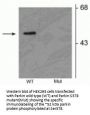 Anti-Phospho-Parkin (Ser378) PARK2 Antibody