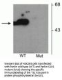Anti-Phospho-Parkin (Ser101) PARK2 Antibody