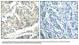 Anti-Phospho-ABL1/2 (Tyr393/439) Antibody