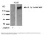 Anti-Phospho-ABL1/2 (Tyr393/439) Antibody