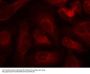 Anti-Phospho-ABL1/2 (Tyr393/439) Antibody