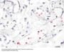 Anti-Phospho-p38 MAPK (Thr180,Tyr182) MAPK14 Antibody