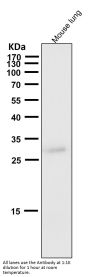 Anti-Phospho-Cdk1/2 (T14) Rabbit Monoclonal Antibody
