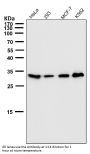 Anti-Phospho-Cdk1/2 (T14) Rabbit Monoclonal Antibody