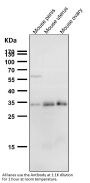 Anti-Phospho-Cdk1/2 (T14) Rabbit Monoclonal Antibody