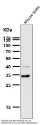 Anti-Phospho-Cdk1/2 (T14) Rabbit Monoclonal Antibody