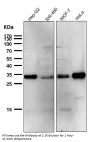 Anti-Phospho-Cdk1/2 (T14) Rabbit Monoclonal Antibody