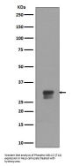 Anti-Phospho-Cdk1/2 (T14) Rabbit Monoclonal Antibody