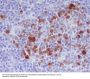 Anti-Phospho-Cdk1/2 (T14) Rabbit Monoclonal Antibody