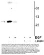 Anti-Phospho-cdc2 (Tyr15) CDK1 Antibody