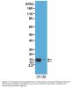 Anti-Phospho-Histone H2A/H4 (Ser1) H2AFX Rabbit Monoclonal Antibody, Clone#RM216
