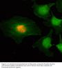 Anti-Phospho-Histone H2A/H4 (Ser1) H2AFX Rabbit Monoclonal Antibody, Clone#RM216