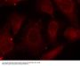 Anti-Phospho-Merlin (Ser518) NF2 Antibody
